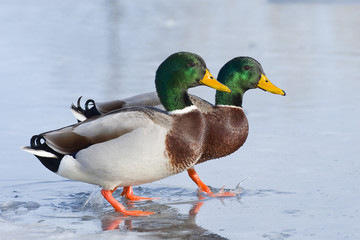 Mallard Drakes