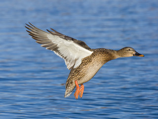 Landing Mallard