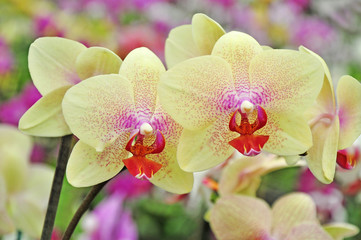 Orchid flowers, orchids