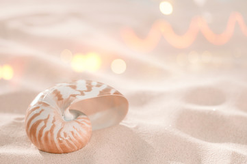 nautilus shell on beach sand  and tropical golden sun light with