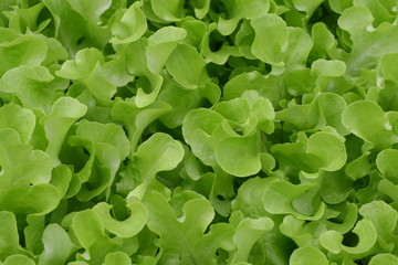 Fototapeta na wymiar tender leaves of lettuce ready to harvest