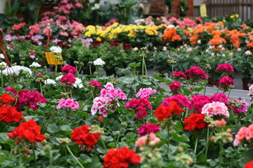 Fototapeta premium Geraniums in vases of a greenhouse in winter garden