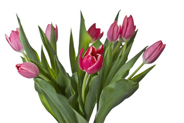 Season Tulips