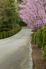 Fototapeta na wymiar Cherry Trees line up on path