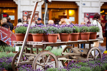 Fototapeta na wymiar Plants in pots of lavender