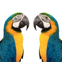 Naklejka premium blue and yelow macaw love bird background color white