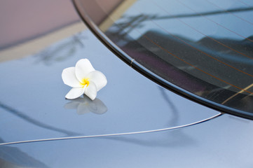 plumeria flower on roof car
