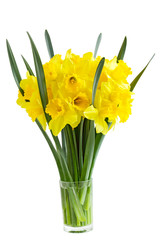 Narcissus Flowers
