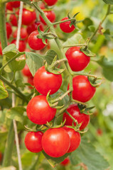 Tomatoes on the vine