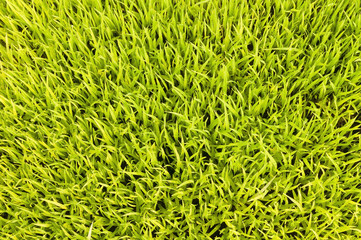 Green grass