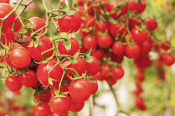 Tomatoes on the vine