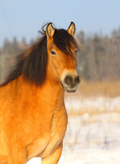 arab stallion in winter
