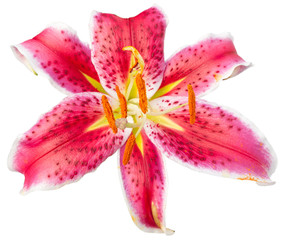 lys oriental stargazer