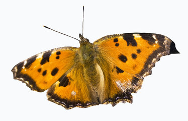 Buttefly