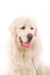 Obraz premium Tibetan Mastiff