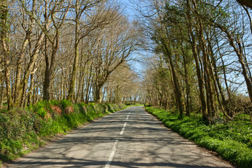 An English country road through trees, the B3315 in Cornwall.