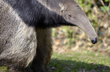 Naklejka premium Closeup of Giant Anteater (Myrmecophaga tridactyla)