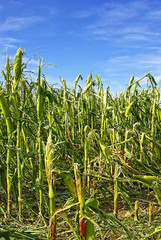 Fototapeta premium Hail Damaged Cornfield