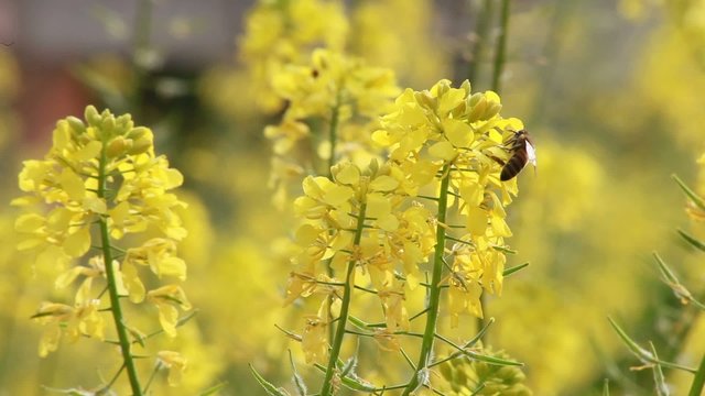 Yellow Flowers and bee