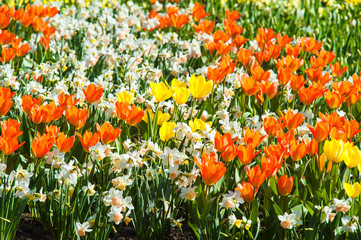 Narzissen und Tulpen