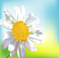 Naklejka premium Single chamomile flower