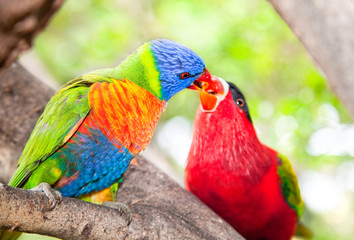Australian rainbow lorikeets