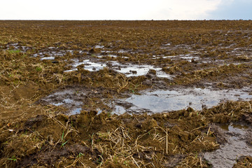 Gülle auf einem Feld