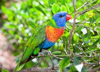 Australia beautiful  lorikeets on branch