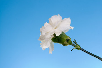White carnation