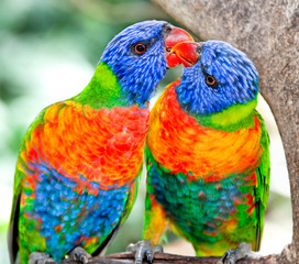 Australian rainbow lorikeets in nature surrounding
