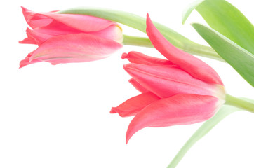 チューリップの切り花