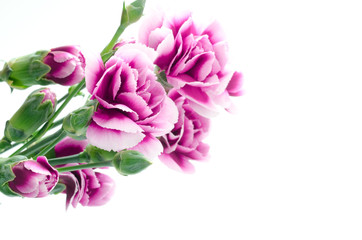 紫のグラデーションのカーネーションの花束