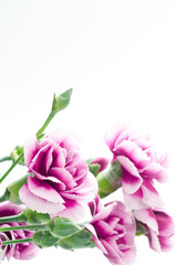 紫のグラデーションのカーネーションの花束