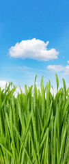 fresh green grass against idyllic blue sky
