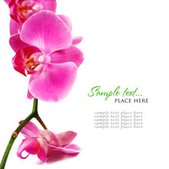 Orchid isolated