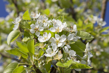 apfelblüte in bad feilnbach