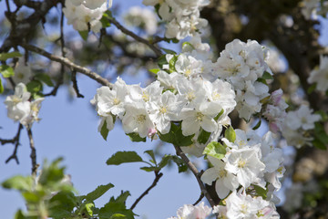 Fototapeta premium apfelblüte in bad feilnbach