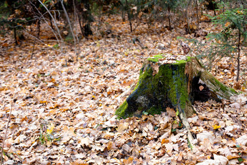 Stump