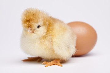 Fototapeta premium Chick and Egg