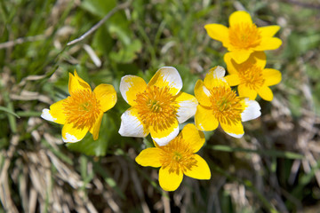 frühlingsidylle