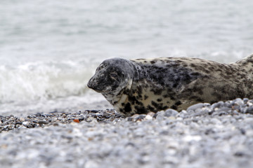 Kegelrobbe am Strand der Helgoländer Düne