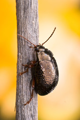 beetle