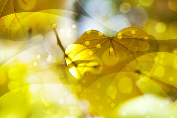 leafsbackground