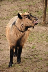 Fototapeta premium Ziege