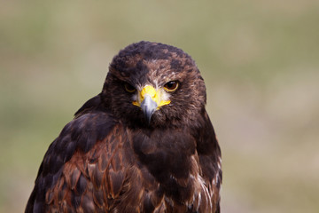 Wüstenbussard