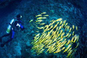 diver & school of blue striped snappers, Maldives