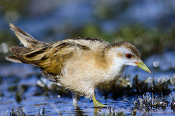 Little Crake (Porzana parva)