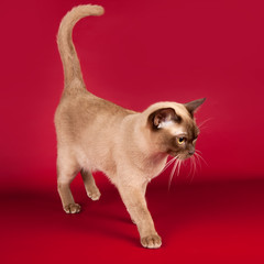 Burmese cat on red background