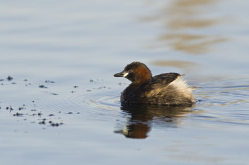 Little Grebe (Tachybaptus ruficollis)