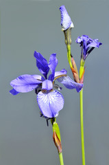 Closeup blue iris with bud on blue-grey background